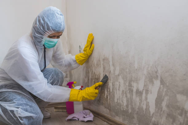 Best Post-Flood Mold Remediation in Sleepy Eye, MN