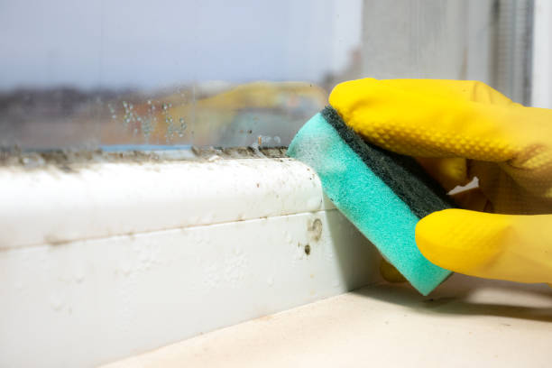 Best Industrial Mold Remediation in Sleepy Eye, MN