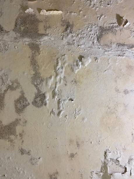 Best Attic Mold Remediation in Sleepy Eye, MN
