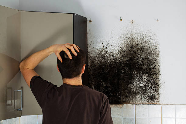 Best Kitchen Mold Remediation in Sleepy Eye, MN